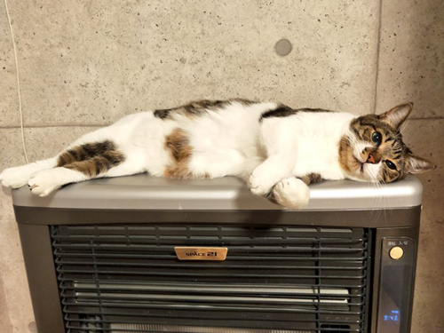 ストーブをつけてほしい猫