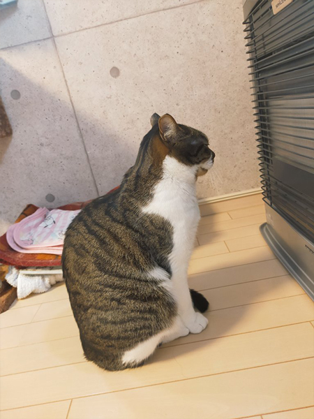 ストーブをつけてほしい猫