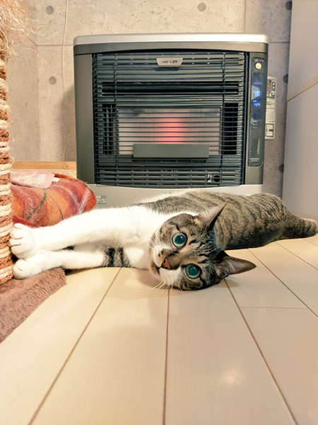ストーブであたたまる猫
