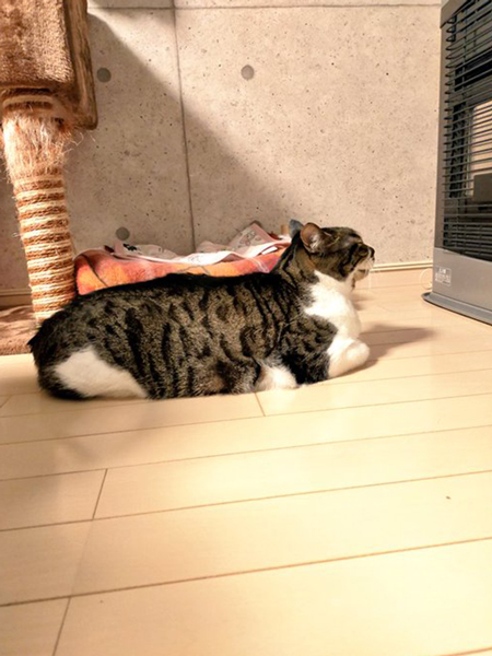 ストーブであたたまる猫