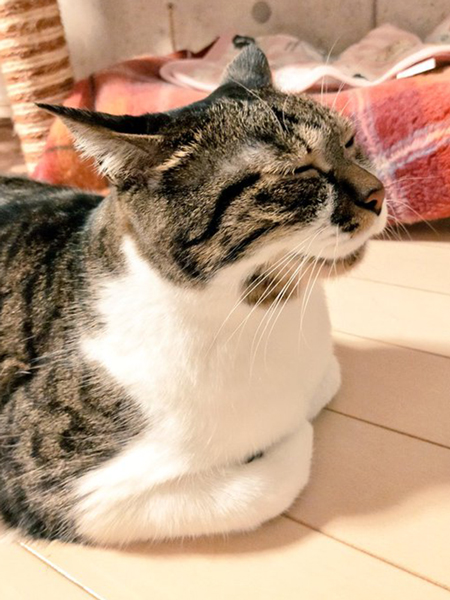 ストーブであたたまる猫