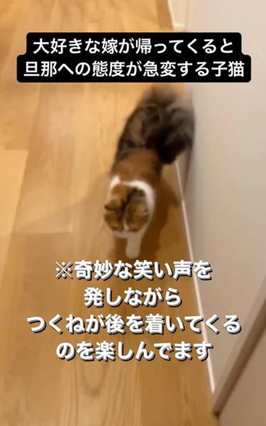態度が急変する猫