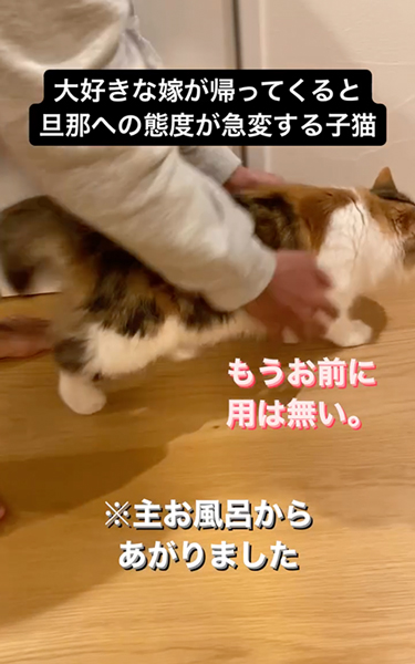 態度が急変する猫