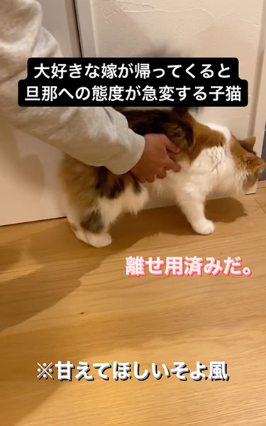 態度が急変する猫