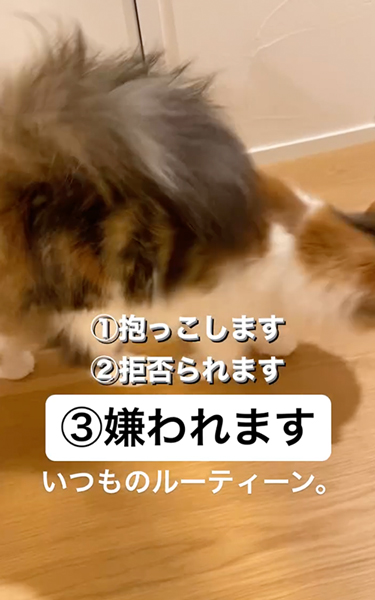 態度が急変する猫