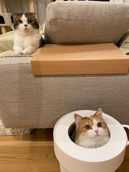 こたろうくんとつくねちゃん