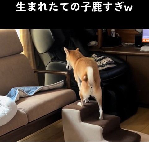 階段てっぺんに柴犬