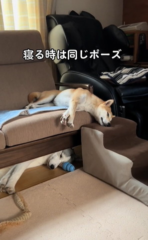 寝るときは同じポーズ