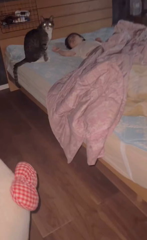 目を光らせる猫遠く