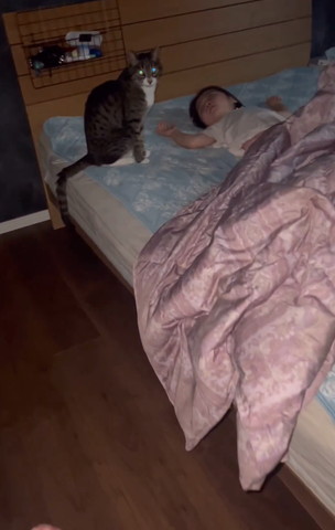 目を光らせる猫少し近づく