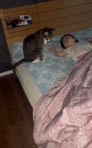 うつむく猫
