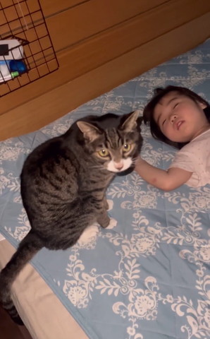 ベッドでカメラ目線猫