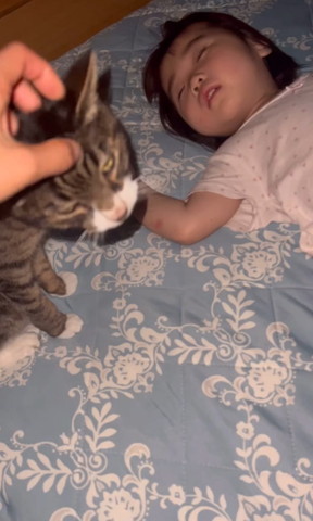 なでられる猫