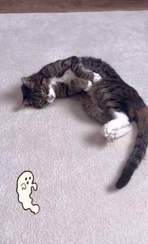 お化けのポーズで寝る猫