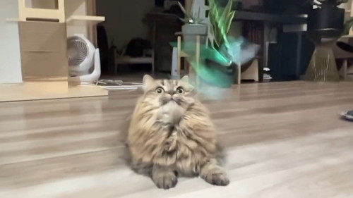 オモチャに跳びかかりそうな猫