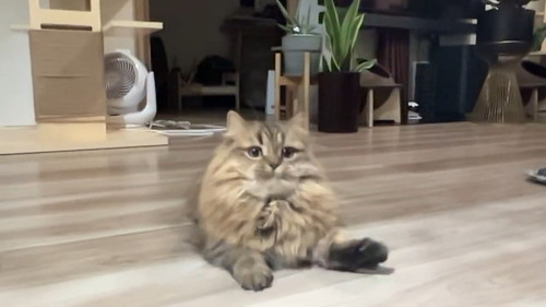 跳びかかりそうな猫