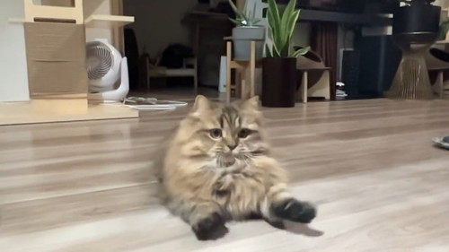 前足を伸ばした猫