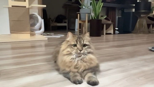 前足を叩いた猫