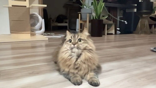 不思議そうな猫