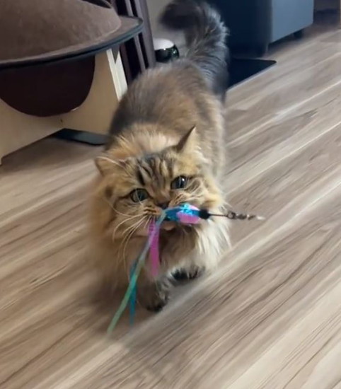 オモチャを引く猫