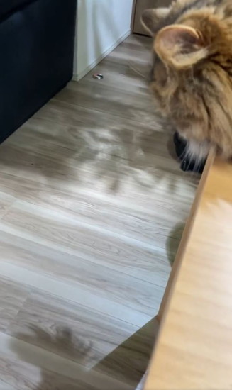 尻尾の影をみる猫