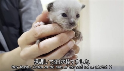 新入り子猫を先住猫に会わせてみたら