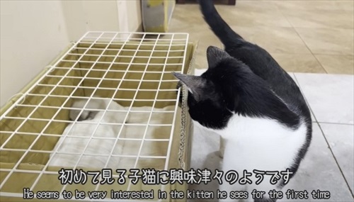 新入り子猫を先住猫に会わせてみたら