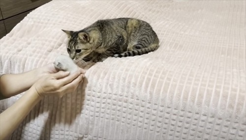 新入り子猫を先住猫に会わせてみたら