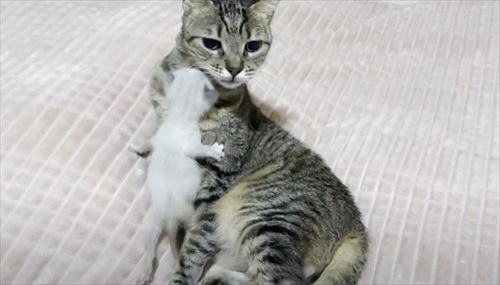 新入り子猫を先住猫に会わせてみたら