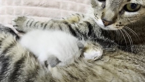 新入り子猫を先住猫に会わせてみたら