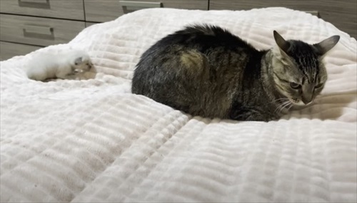 新入り子猫を先住猫に会わせてみたら