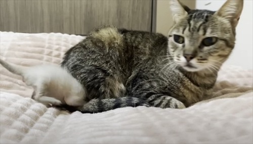 新入り子猫を先住猫に会わせてみたら