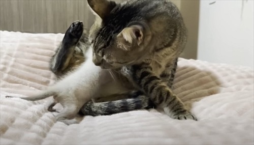 新入り子猫を先住猫に会わせてみたら