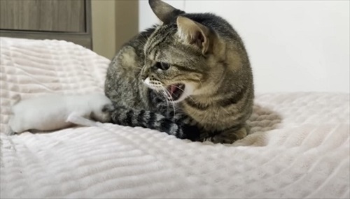 新入り子猫を先住猫に会わせてみたら