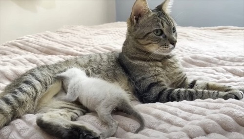 新入り子猫を先住猫に会わせてみたら