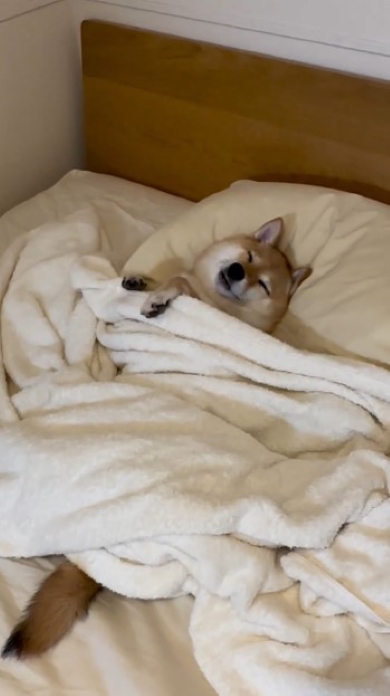 ベッドの上で寝る犬