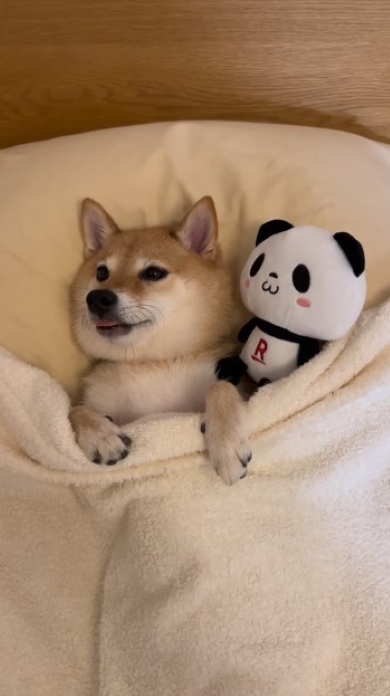 ぬいぐるみと一緒に寝る犬