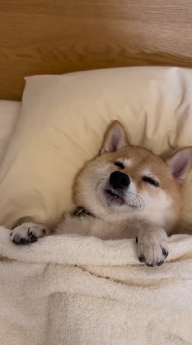 むにゃむにゃ犬