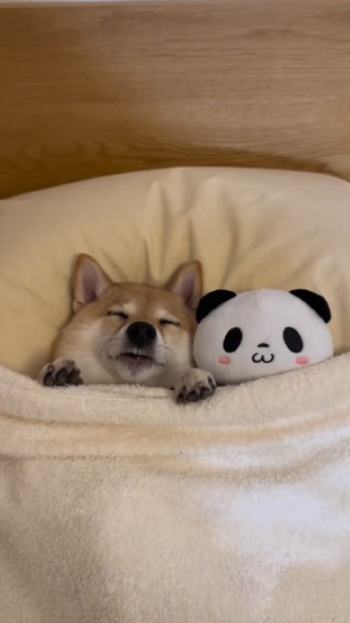 ぬいぐるみと寝る犬