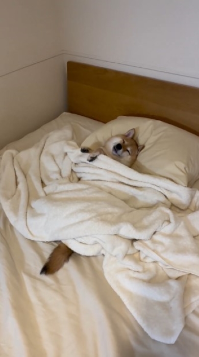 ベッドの上で寝る犬
