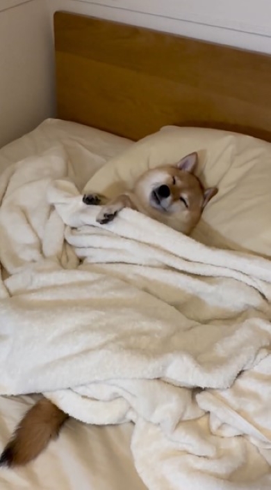 ベッドの上で寝る犬