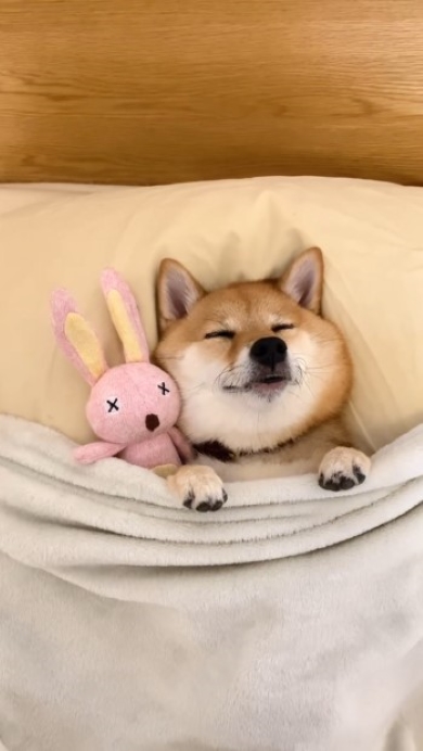 電池切れの柴犬画像