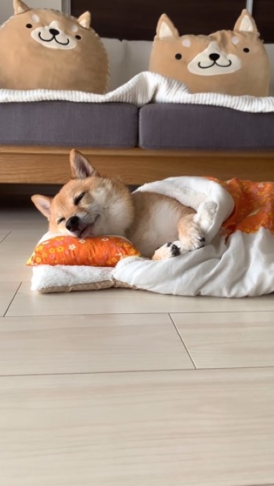 柴犬横顔の画像