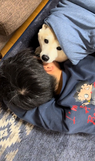 ひょっこり顔を出す柴犬