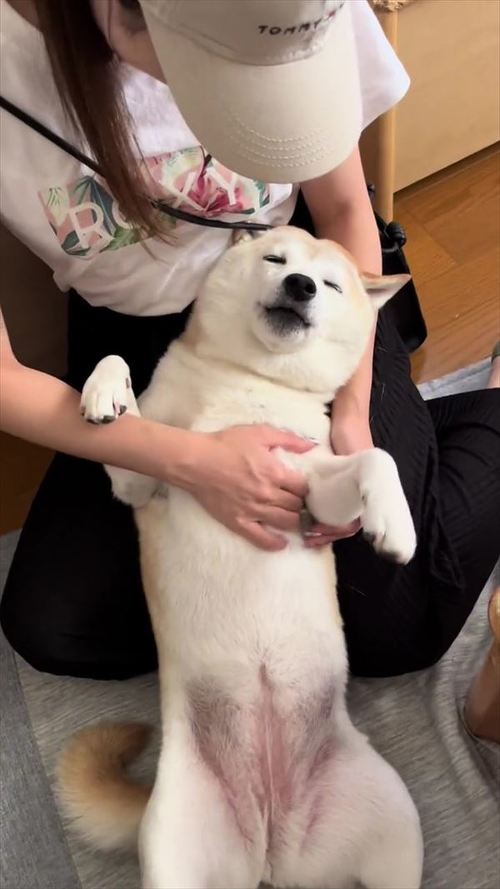 お姉ちゃんになでてもらう柴犬