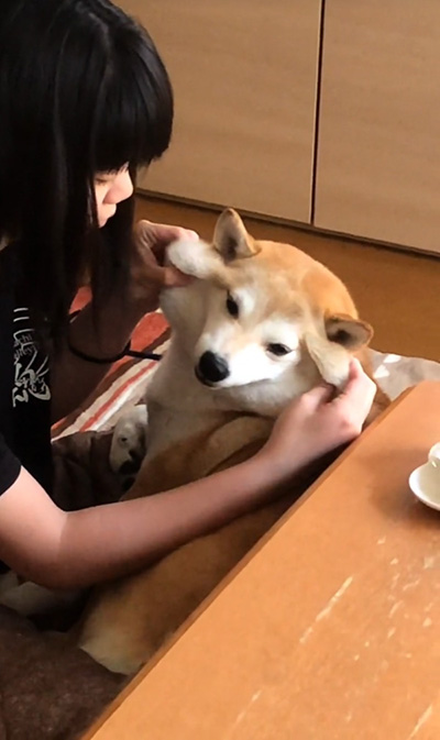 妹ちゃんにむにむにされる柴犬