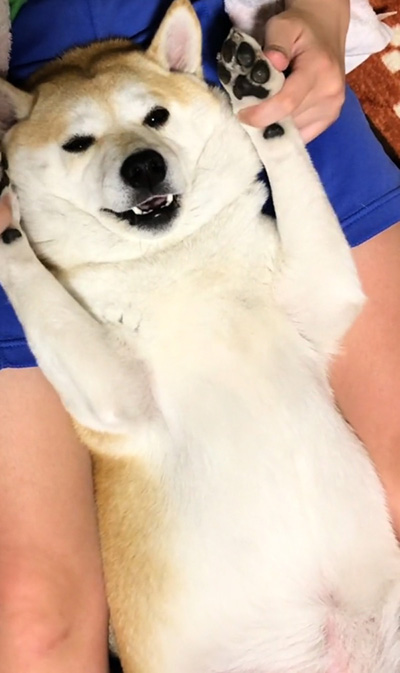 いないいないばあ