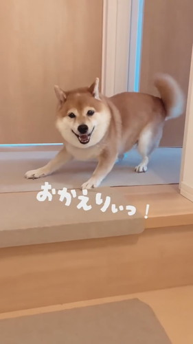 犬