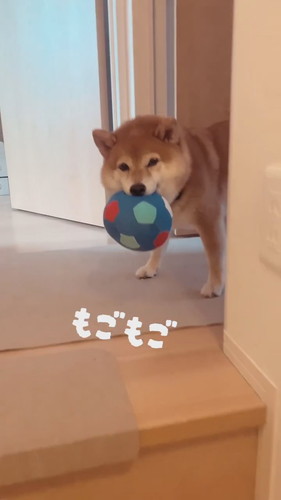 八朔くんのおかえりシリーズ！