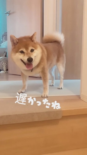 八朔くんのおかえりシリーズ！